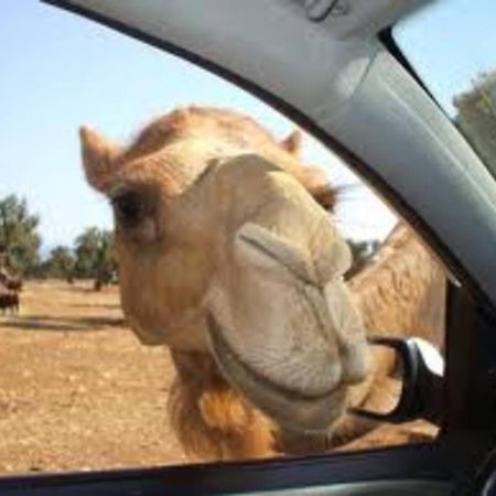 マルティナ・フランカ Trullo Il Corbezzoloヴィラ エクステリア 写真